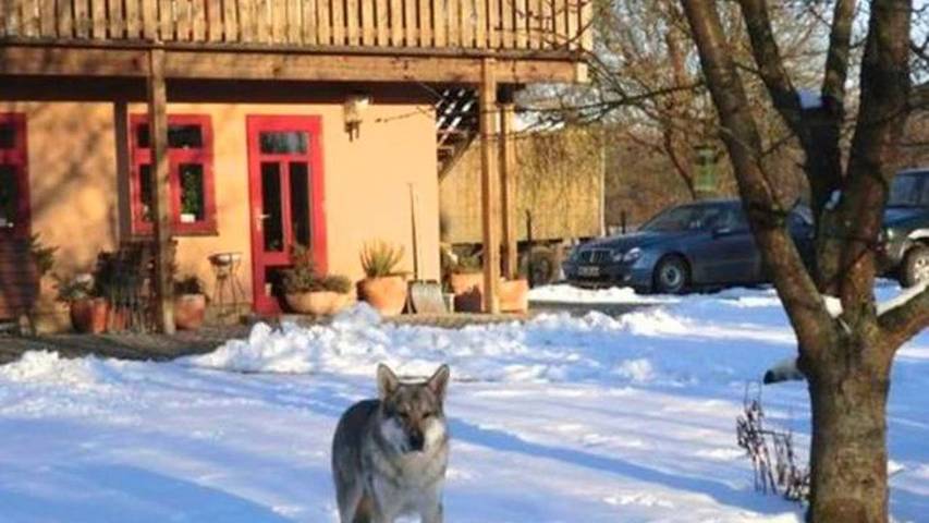 Ferienwohnung für 4 Personen, mit Sauna und Garten in Penzlin