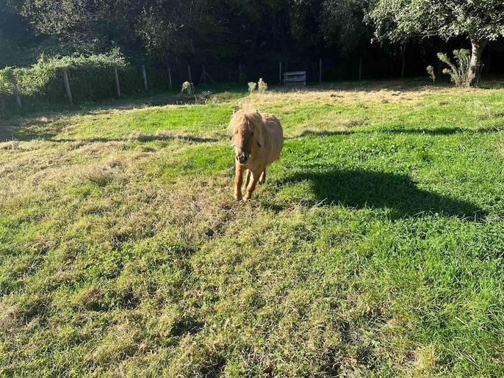Location de vacances pour 6 personnes, avec jardin et terrasse à Saint-Broladre - 3