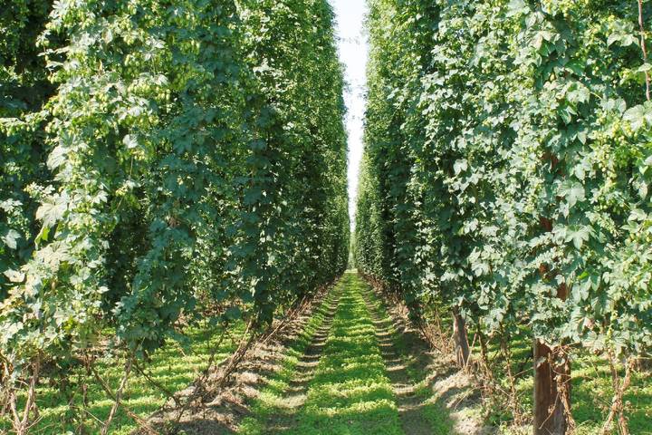 Ferienhaus für 3 Personen, mit Garten und Balkon im Altmühltal - 4