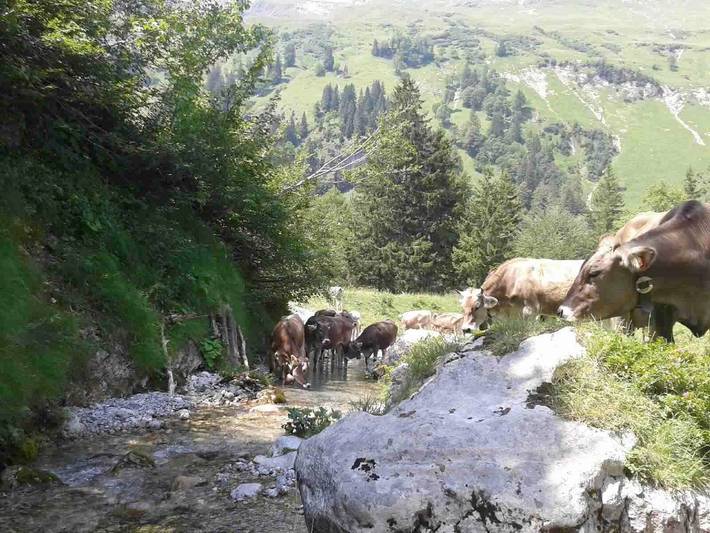 Ganze Ferienwohnung, Pferde in Grünten, Burgberg im Allgäu