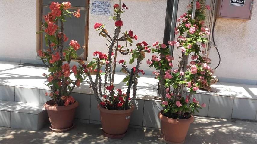 Gîte pour 4 personnes, avec vue et jardin dans Makri Gialos - 3