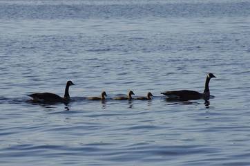 Cottage for 9 Guests in Kawartha Lakes, Picture 3