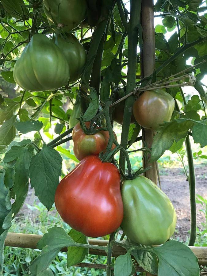 Gîte pour 4 personnes, avec jardin, adapté aux familles à Jaujac - 4