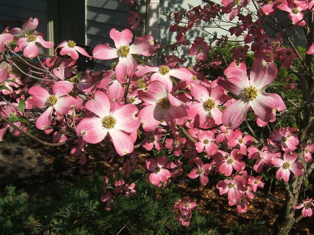 Butterblume-Häuschen, historisches Saluda, Nc. Gemütlicher Rückzugsort in den Bergen in Saluda, Polk County NC