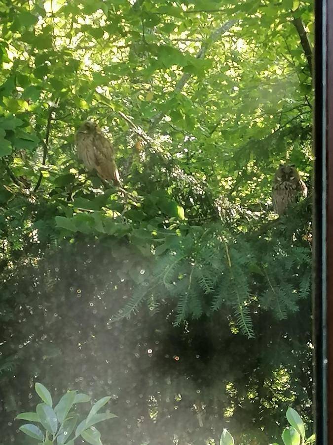 Gîte pour 4 personnes, avec jardin ainsi que vue et piscine, animaux acceptés à Steinen - 3