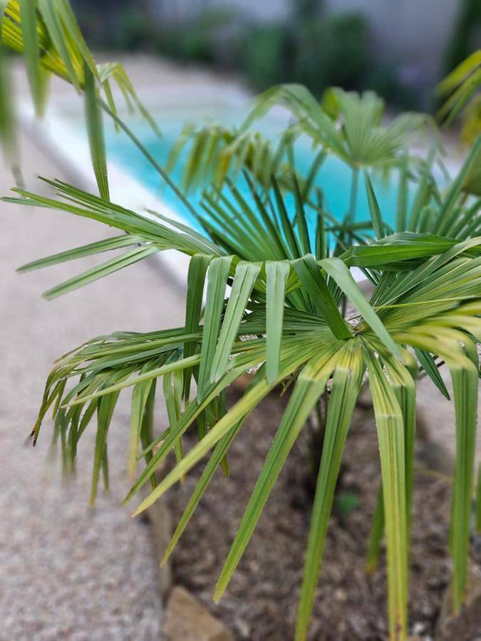 Location de vacances pour 4 personnes, avec jardin et piscine à Bétaille - 3