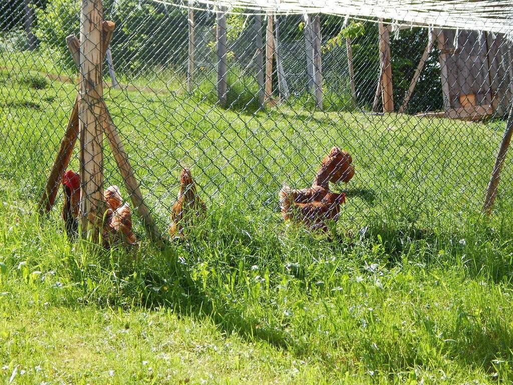 Auf dem Bauernhof Sommer in Kempten, Bayerisch Schwaben