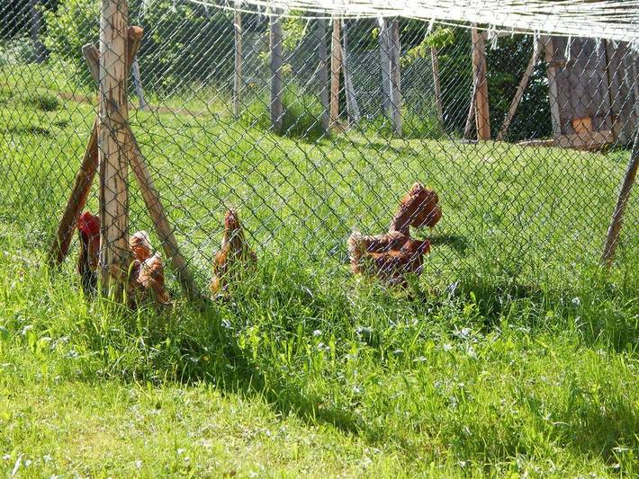 Auf dem Bauernhof Sommer in Kempten, Bayerisch Schwaben