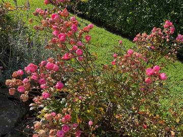 Ferienwohnung für 2 Personen in Oberstadtfeld, Vulkaneifel, Bild 3