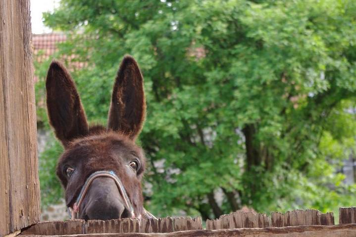 Maison de vacances pour 6 personnes, avec jardin et vue - 1