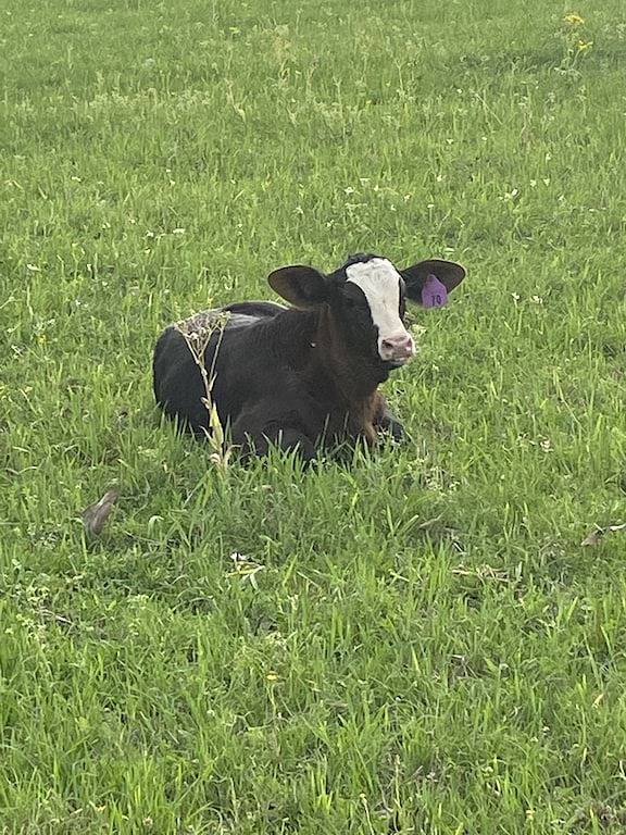 Cottage for 6 people, with terrace and hot tub as well as yard in Texas