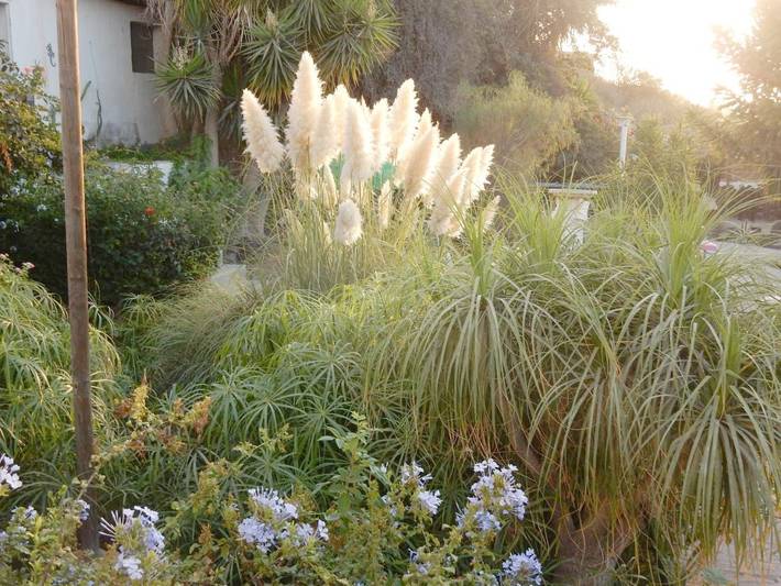 Casa rural para 4 personas, con jardín y piscina además de vistas y vistas al lago en San Miguel de Abona - 3
