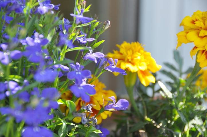 Bauernhaus für 2 Personen, mit Garten am Bodensee - 4