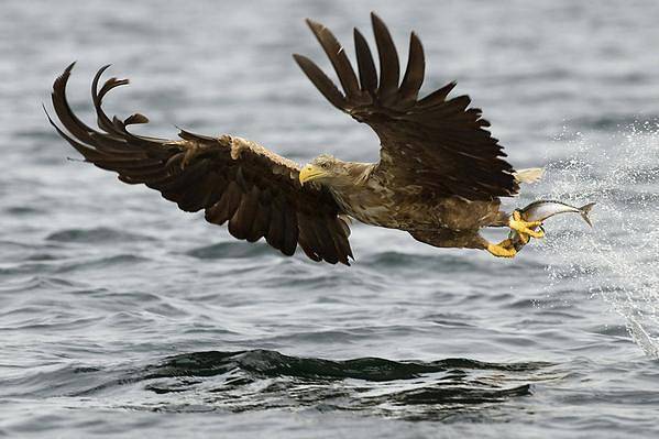 Ferienhaus für 4 Personen, mit Garten in Meløy - 3