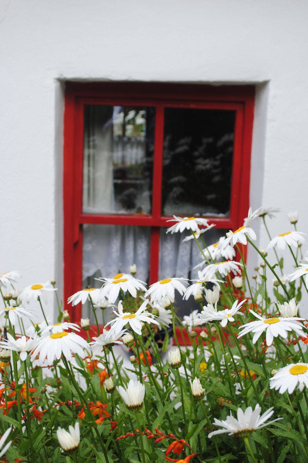 Minie's Cottage Wild Atlantic Way in Glenbeigh, County Kerry