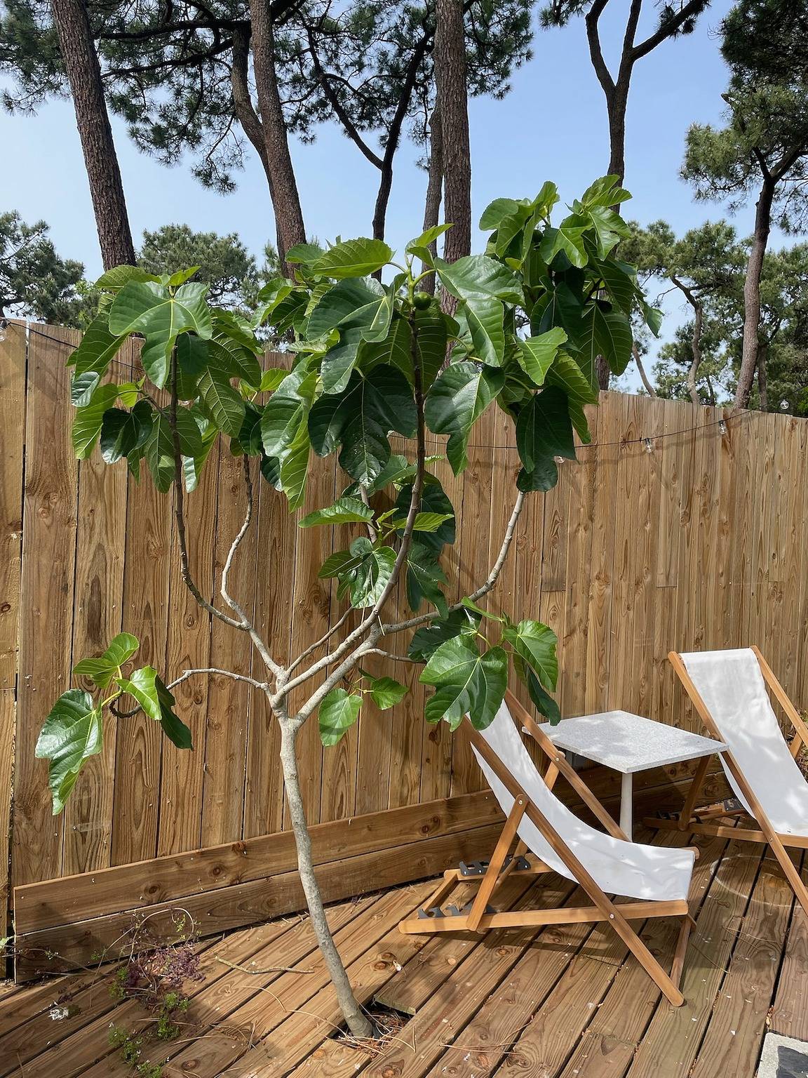 Domaine avec piscine sous les pins in La Tranche-sur-Mer, Vendée