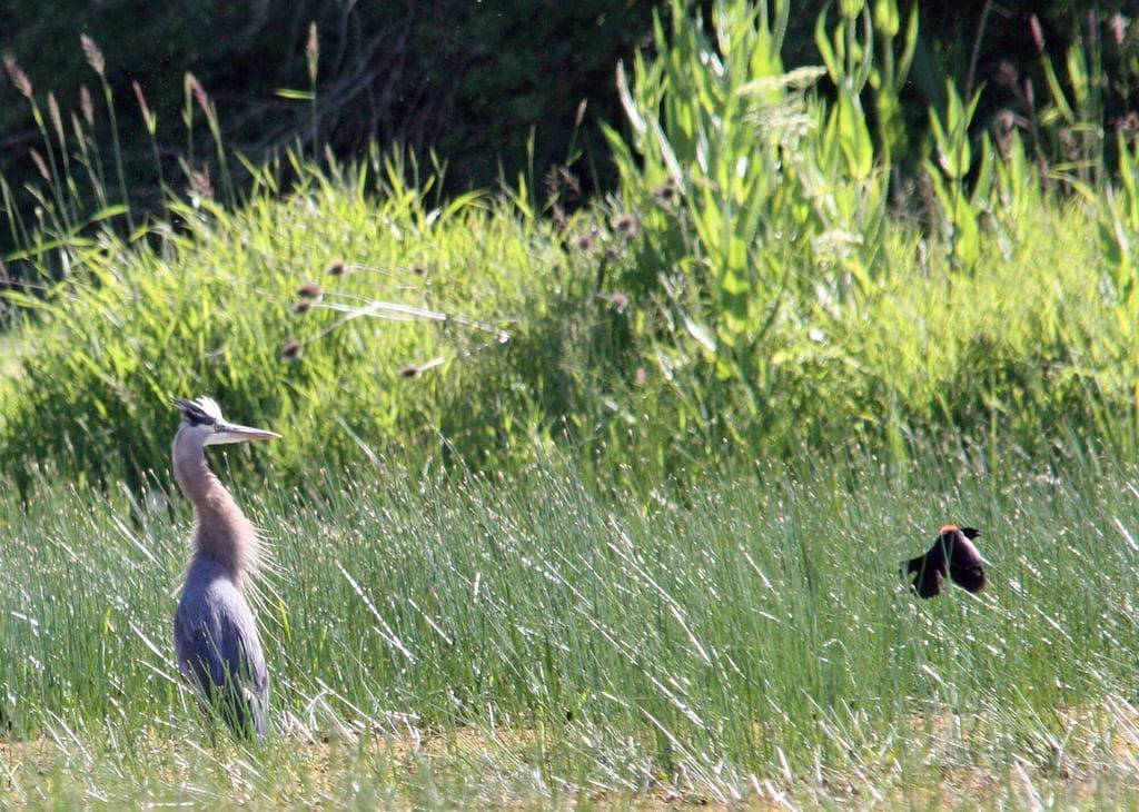 Paradise on Private 15 Acre Wildlife Sanctuary in Willamette Valley