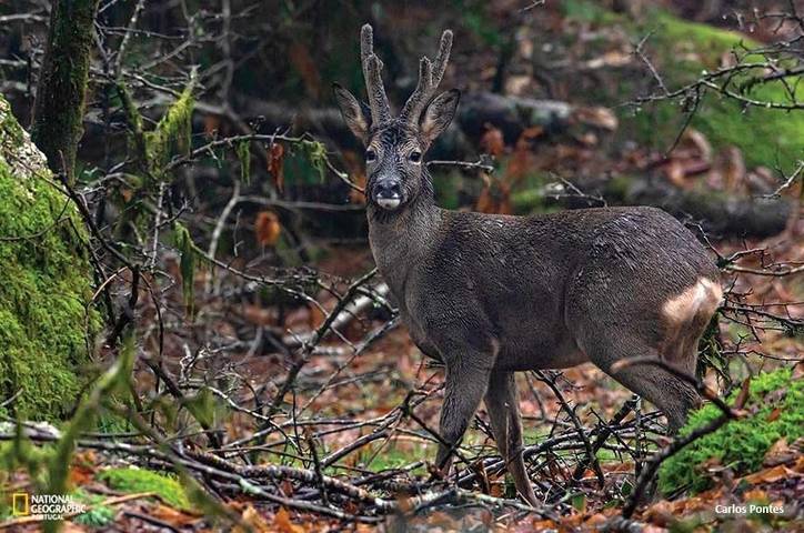 Location de vacances pour 7 personnes, avec piscine ainsi que jardin et vue dans Caniçada - 4