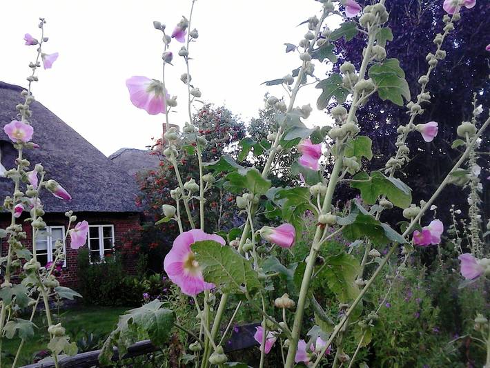 Ferienhaus für 4 Personen, mit Garten und Ausblick in Dagebüll