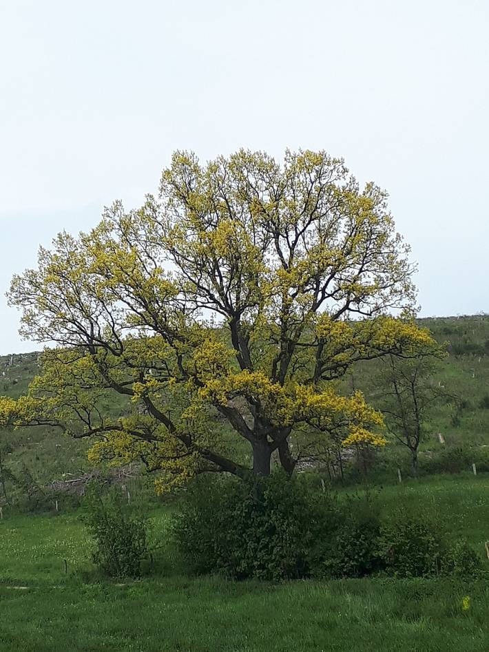 Ferienhaus für 3 Personen, mit Garten und Balkon, kinderfreundlich in Bad Berleburg - 2