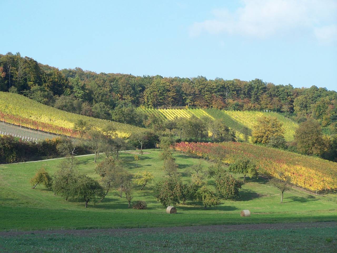 Ganze Wohnung, Weinhof Grosch - Anke Gümpelein - Ferienwohnung Pfaffenberg mit Balkon in Sugenheim, Fränkisches Weinland