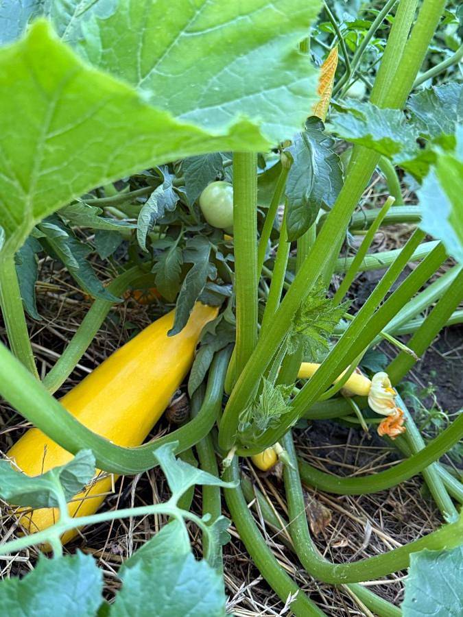 Gîte pour 4 personnes, avec piscine ainsi que jardin et jacuzzi, animaux acceptés à Creuzier-le-Vieux - 3