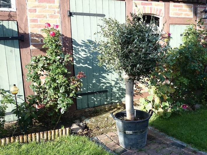 Ferienhaus für 2 Personen, mit Terrasse in Amelinghausen - 4