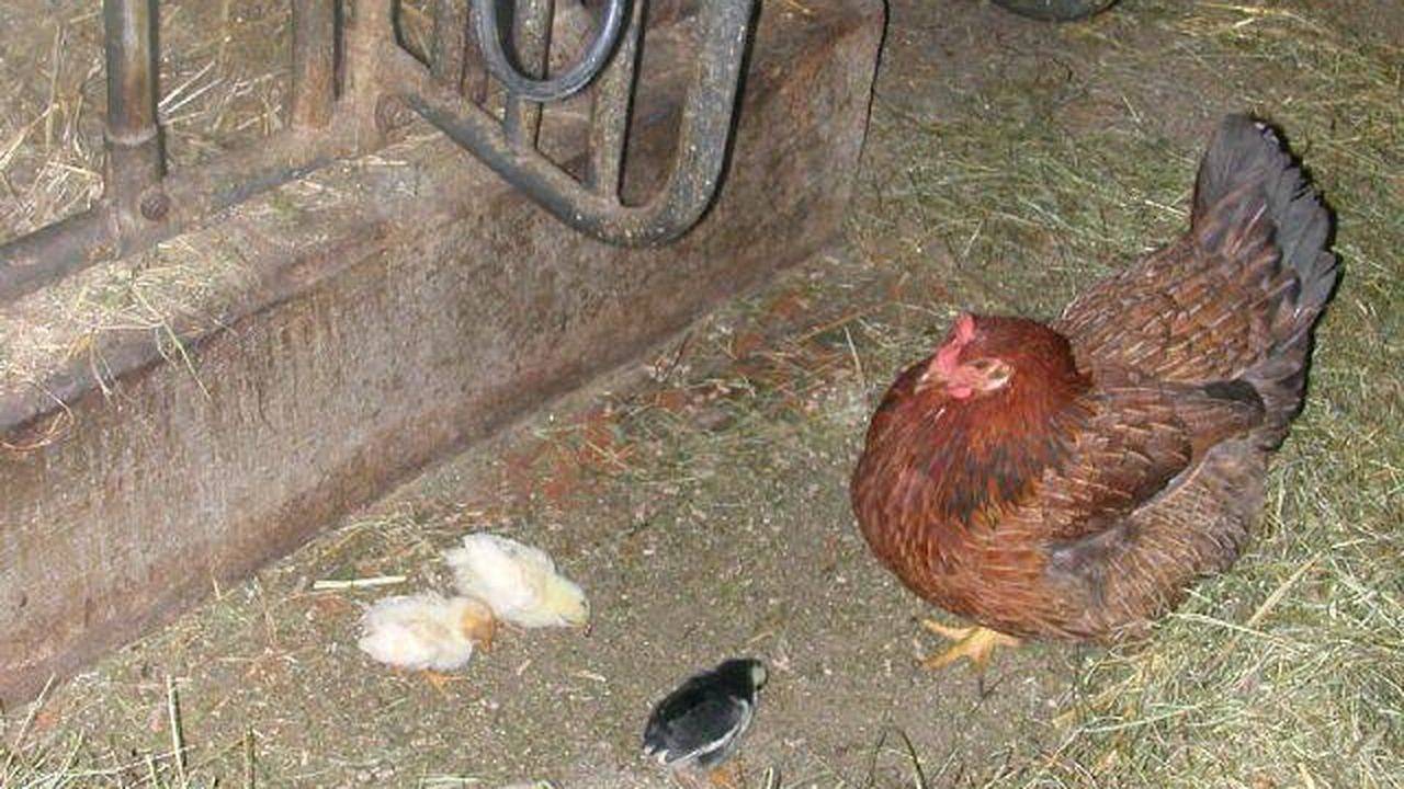 Apartamento vacacional entero, Ferienwohnung für 4 Personen (44 m²) in Aigen im Ennstal in Aigen im Ennstal, Río Enns