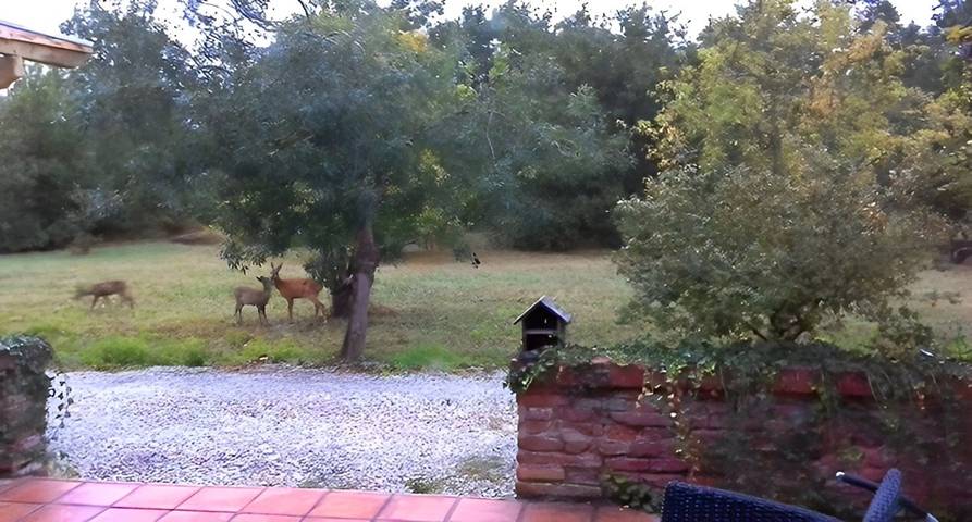 Gîte pour 2 personnes, avec jardin et terrasse dans le Tarn-et-Garonne - 4