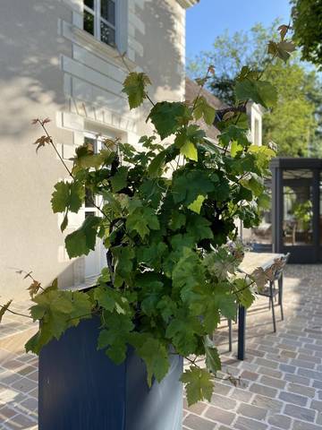 Chambre d’hôte pour 4 personnes, avec jardin à Civray-de-Touraine