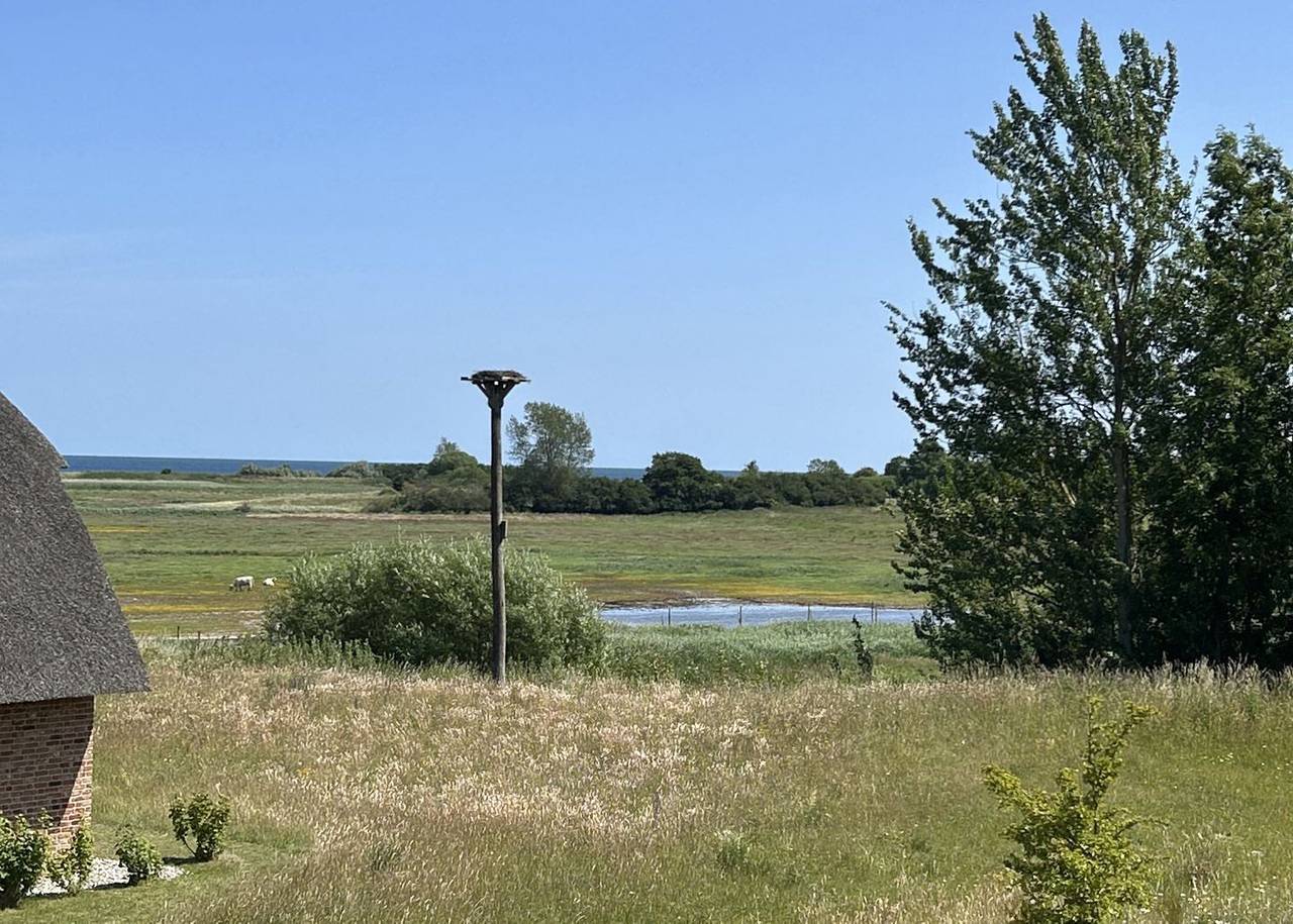 Morsezeichen - das Atelierhaus unter Reet für bis zu 8 Personen mit Wildwiesenblick in Geltinger Birk, Nieby
