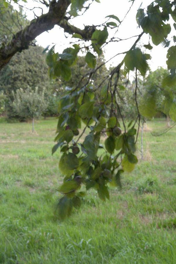 Location de vacances pour 7 personnes, avec vue et jardin, animaux acceptés à Guitiriz - 2