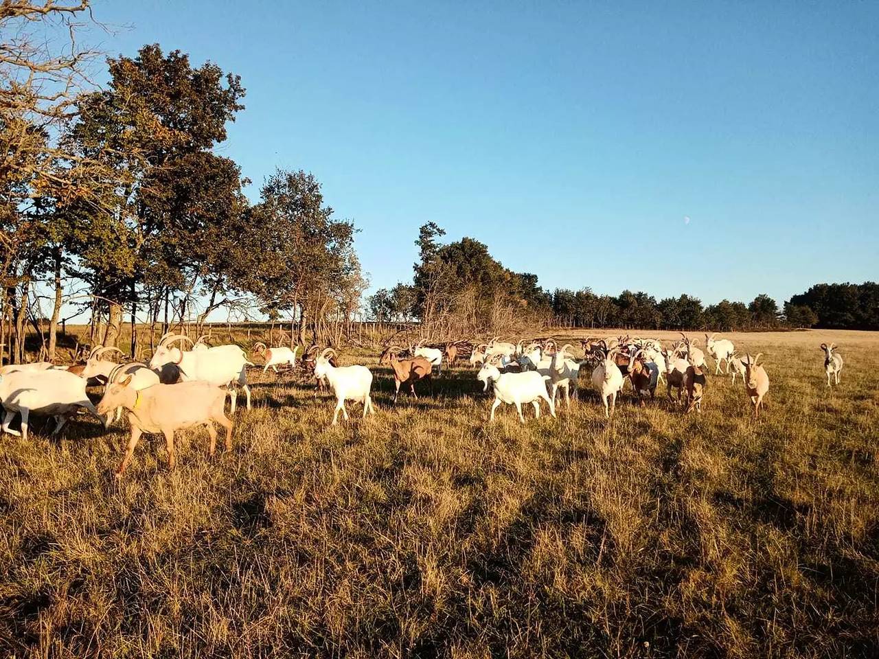 Ganze Wohnung, Tiny House im Herzen eines Ziegenhauses 15 Minuten vom Beauval Zoo entfernt in Nouans-les-Fontaines, Loches und Umgebung