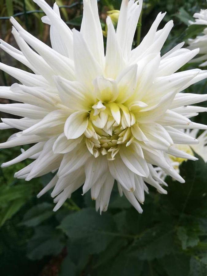 Location de vacances pour 2 personnes, avec jardin et terrasse à Semussac