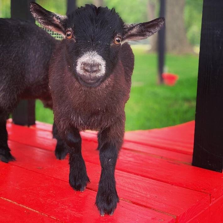 Vacation rental for 2 people, with pool, with pets in Lake Conroe