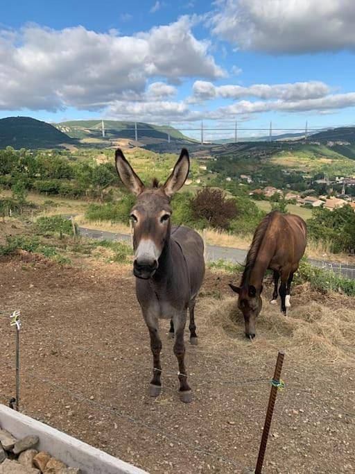 Location de vacances pour 14 personnes, avec jardin et vue, animaux acceptés à Millau - 3