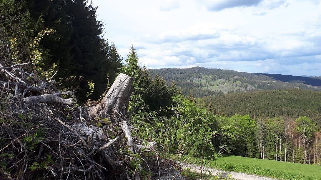Ganze Ferienwohnung, Ferienwohnung Schäfer im Landhaus Almberg App. 11 - Fewo Schäfer App. 11 mit Sauna im Haus in Mitterfirmiansreut, Philippsreut