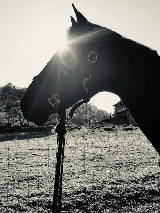 Location de vacances pour 4 personnes, avec jardin et piscine à Mirambeau - 2