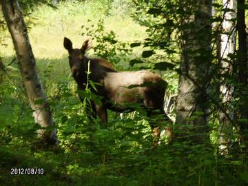 Log Cabin for 6 Guests in Alaska, USA, Picture 2