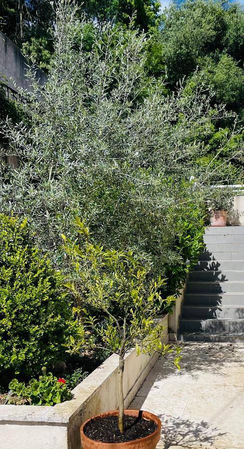 Appartement entier, Propriété Malva appartement bergamotta in Alata, Région d'Ajaccio