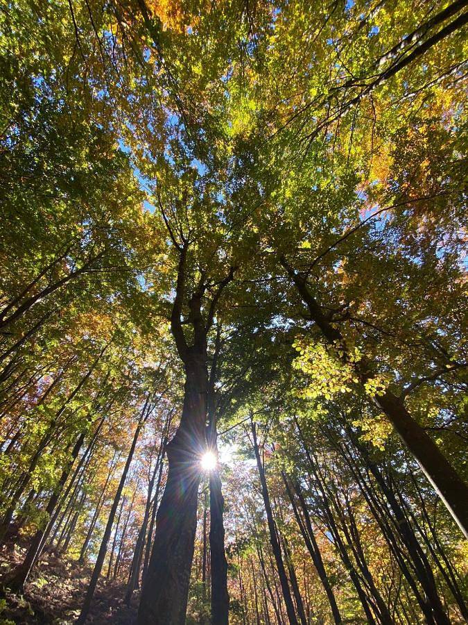 Location de vacances pour 4 personnes, avec terrasse ainsi que vue et jardin, adapté aux familles à Castiglione dei Pepoli - 2