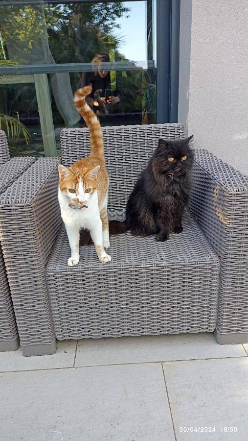 Location de vacances pour 6 personnes, avec jacuzzi ainsi que piscine et jardin à Mérignac - 4