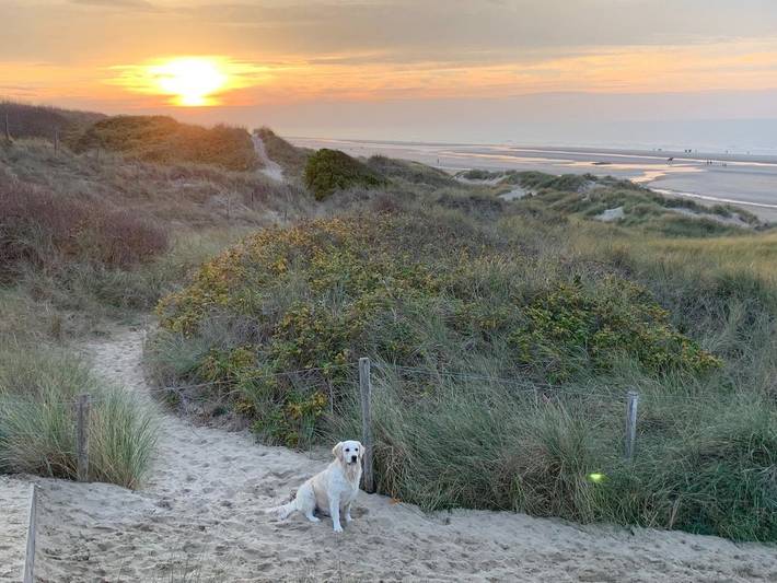 Ferienwohnung für 4 Personen, mit Terrasse und Ausblick sowie Pool, mit Haustier in De Haan - 2