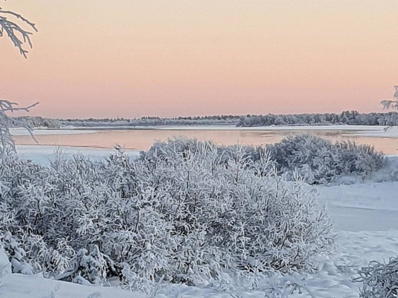 Pikkupöllö in Lappland