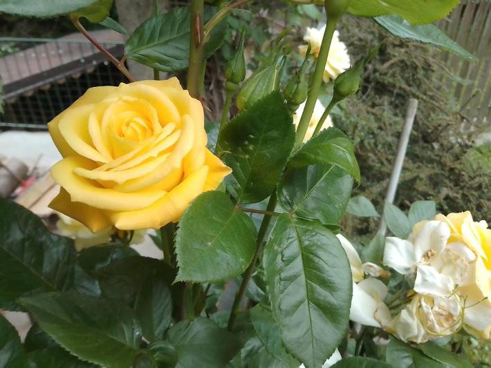 Location de vacances pour 4 personnes, avec jardin et vue, adapté aux familles à Borgo San Dalmazzo - 2