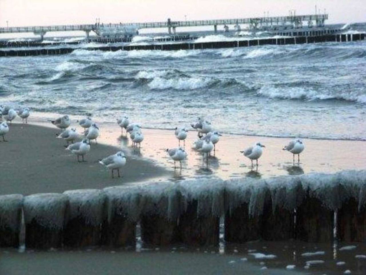 Ganze Ferienwohnung, **400 m zum Ostseestrand** F.-L.-Jahnstr., Bj.2009 - Seestern in Koserow, Bernsteinbäder