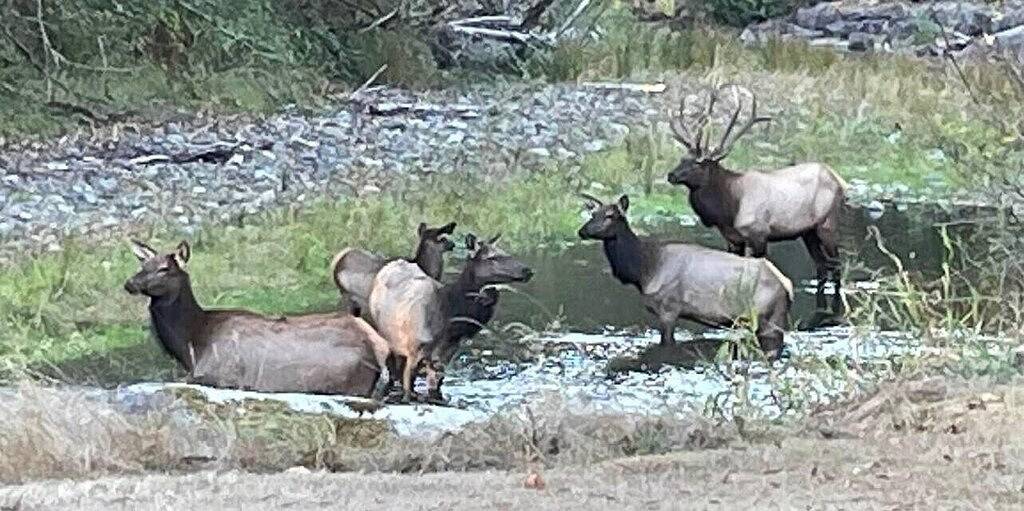 The River House ~ Maple Valley in Mount Baker-Snoqualmie Nationalwald