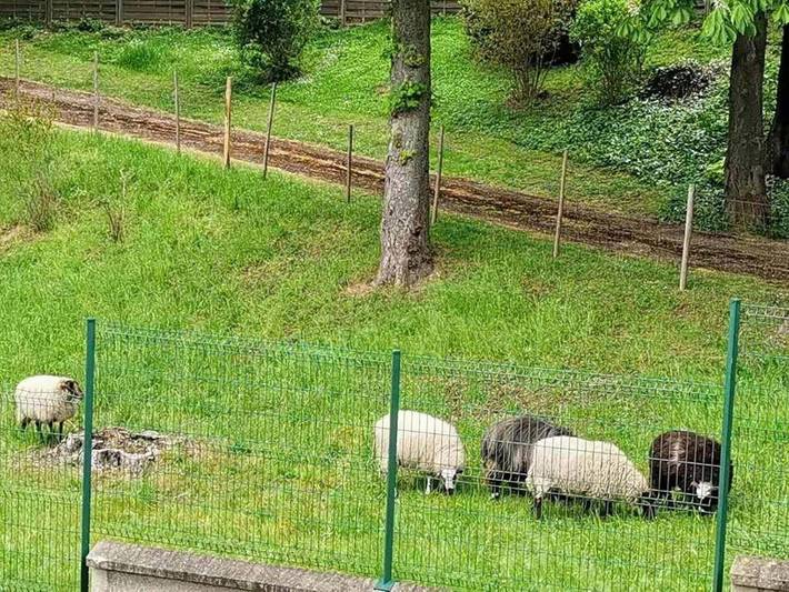 Gîte pour 6 personnes, avec jardin à Sèvres - 3