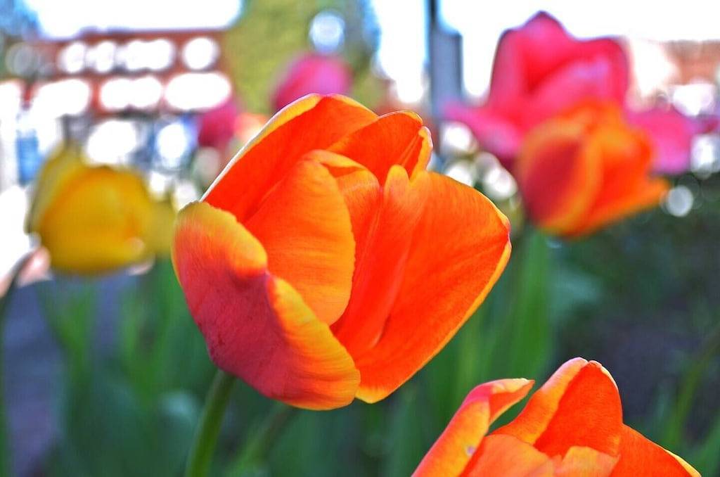 Ganze Wohnung, Main Street Studio with free parking in Hendersonville, Henderson County (NC)