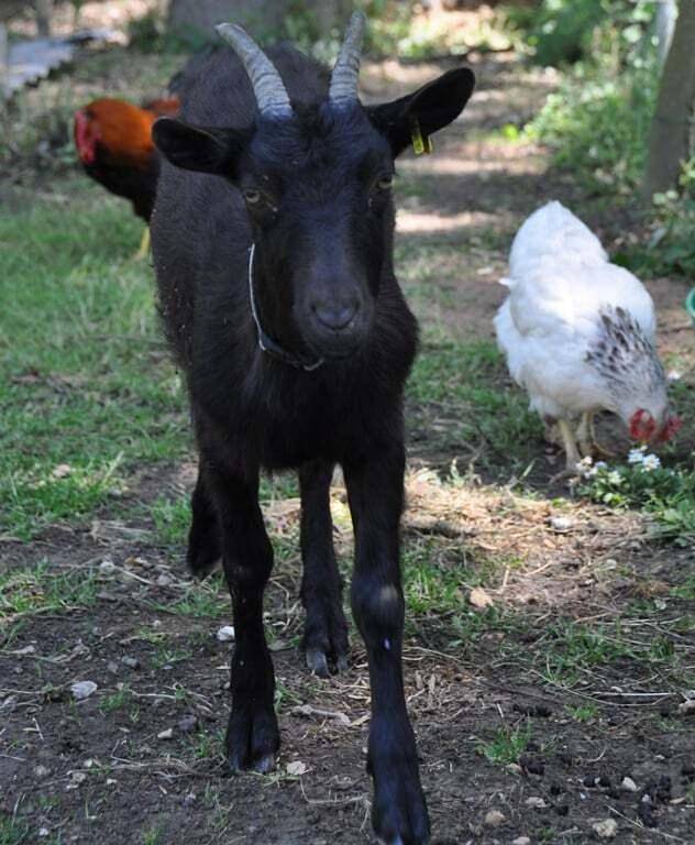 Location de vacances pour 2 personnes, avec terrasse ainsi que jardin et jacuzzi à Saint-Jean-les-Deux-Jumeaux - 4